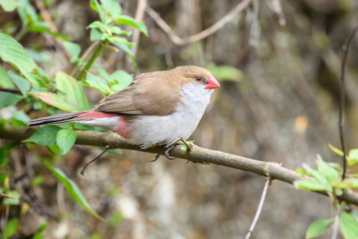 Fawn-breasted Waxbill - ML628367806