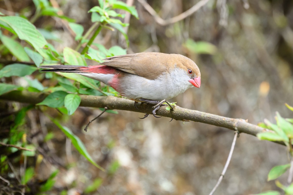 Fawn-breasted Waxbill - ML628367807