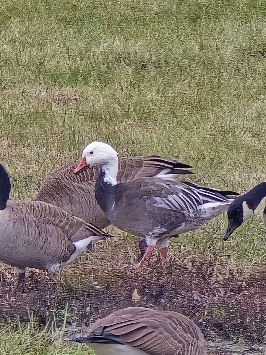 Snow Goose - ML628367883