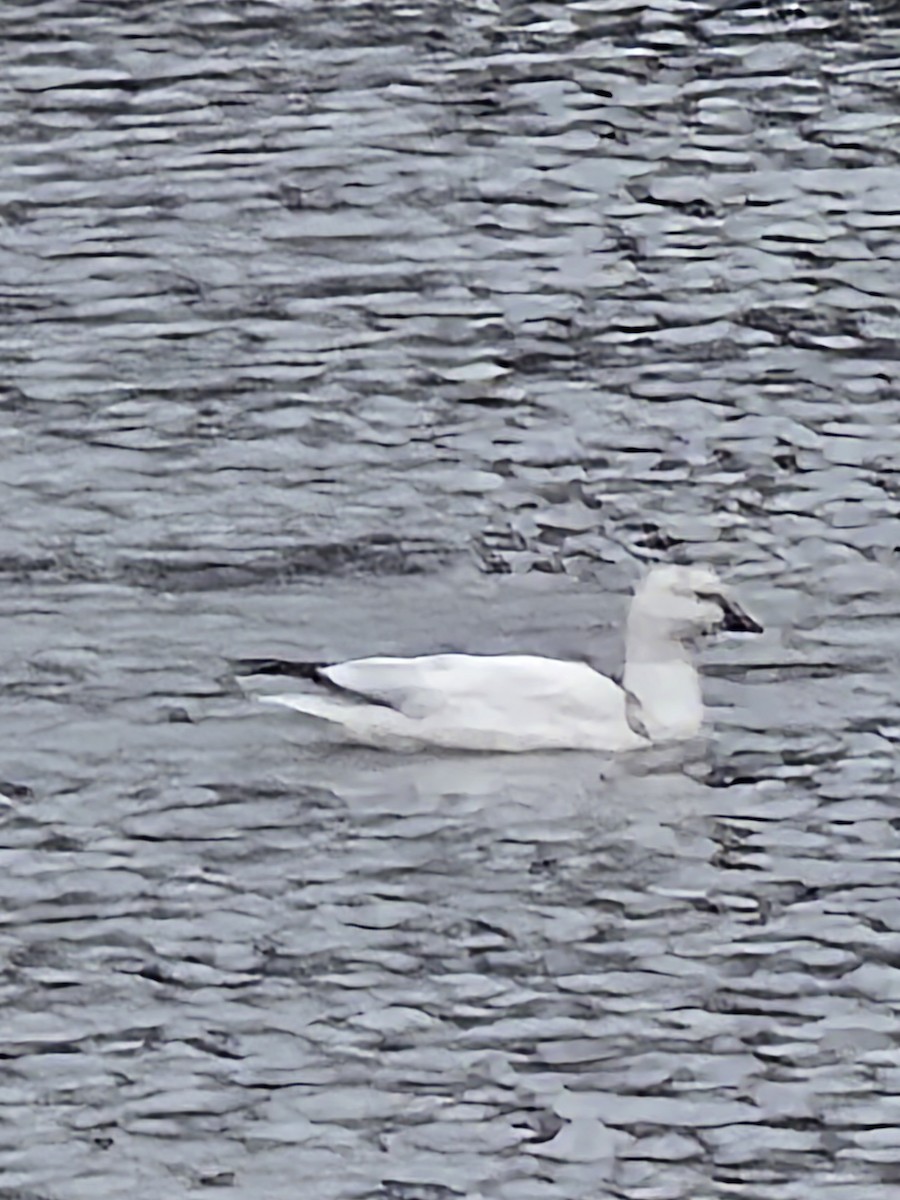 Ross's Goose - ML628367908