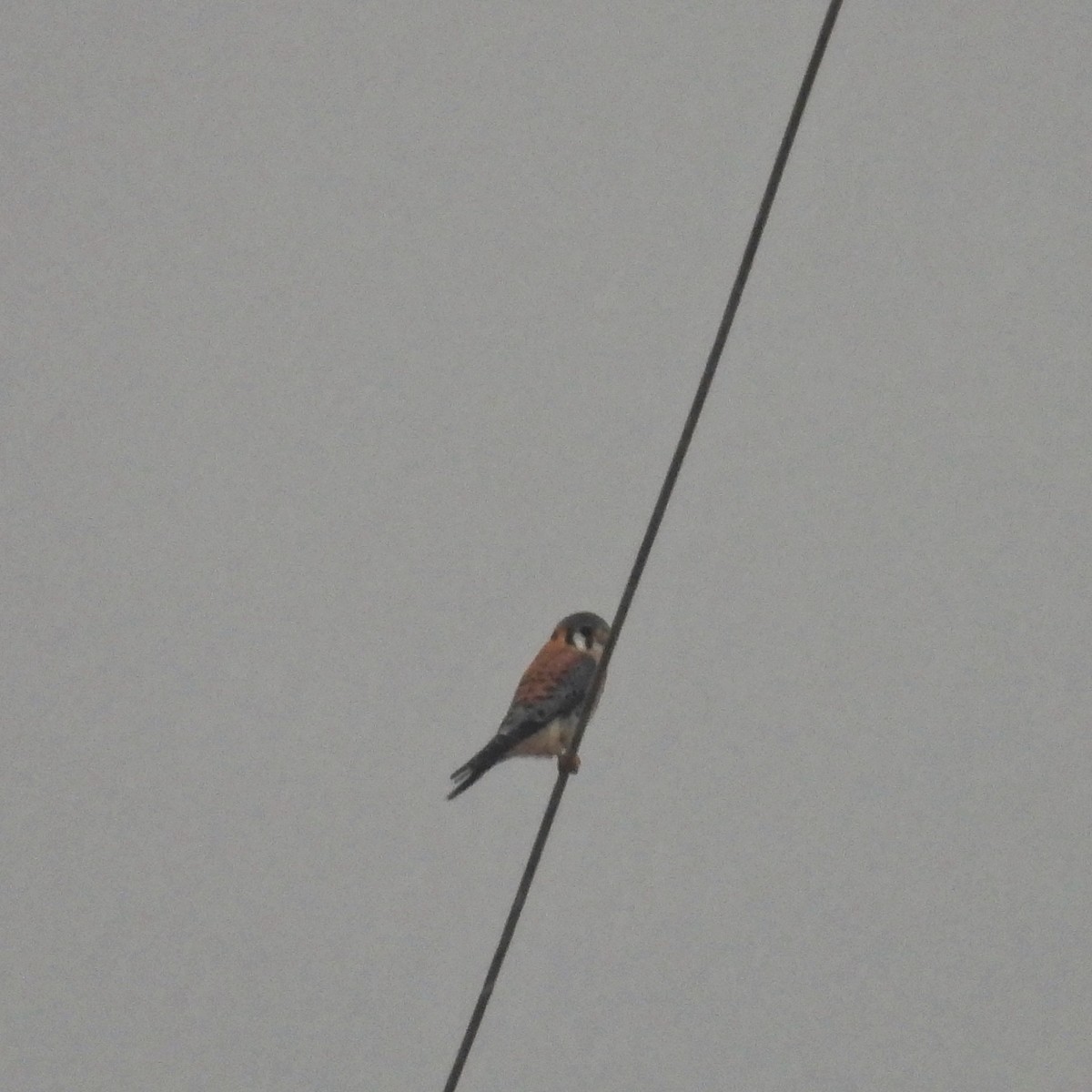 American Kestrel - ML628368133