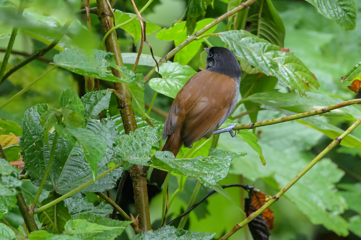Rwenzori Hill Babbler - ML628368149