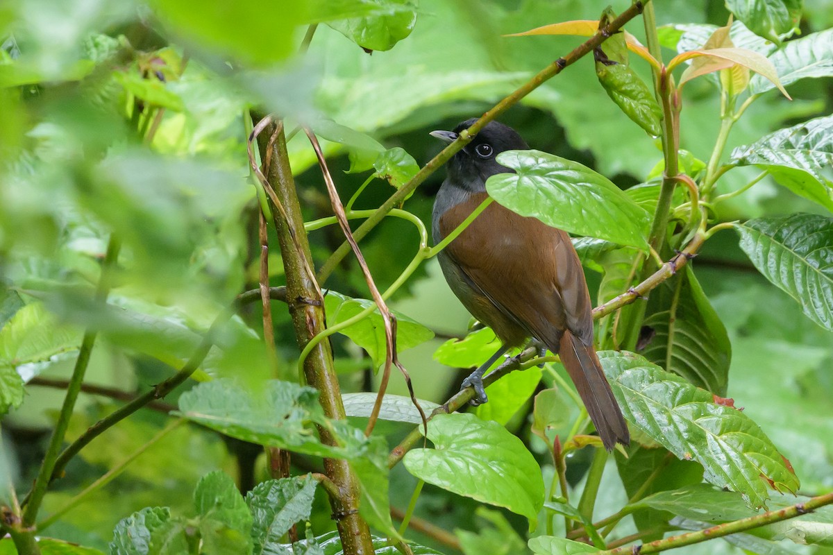 Rwenzori Hill Babbler - ML628368151