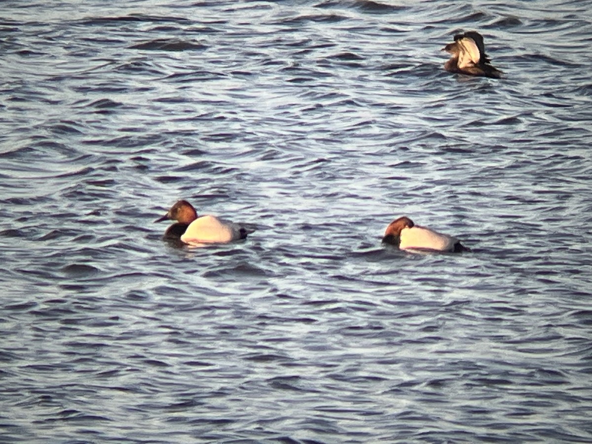 Canvasback - ML628368244
