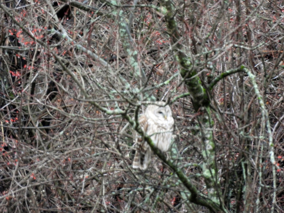 Barred Owl - ML628368709