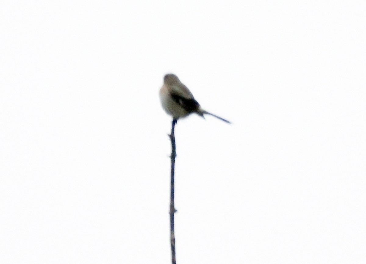Northern Shrike - ML628368723