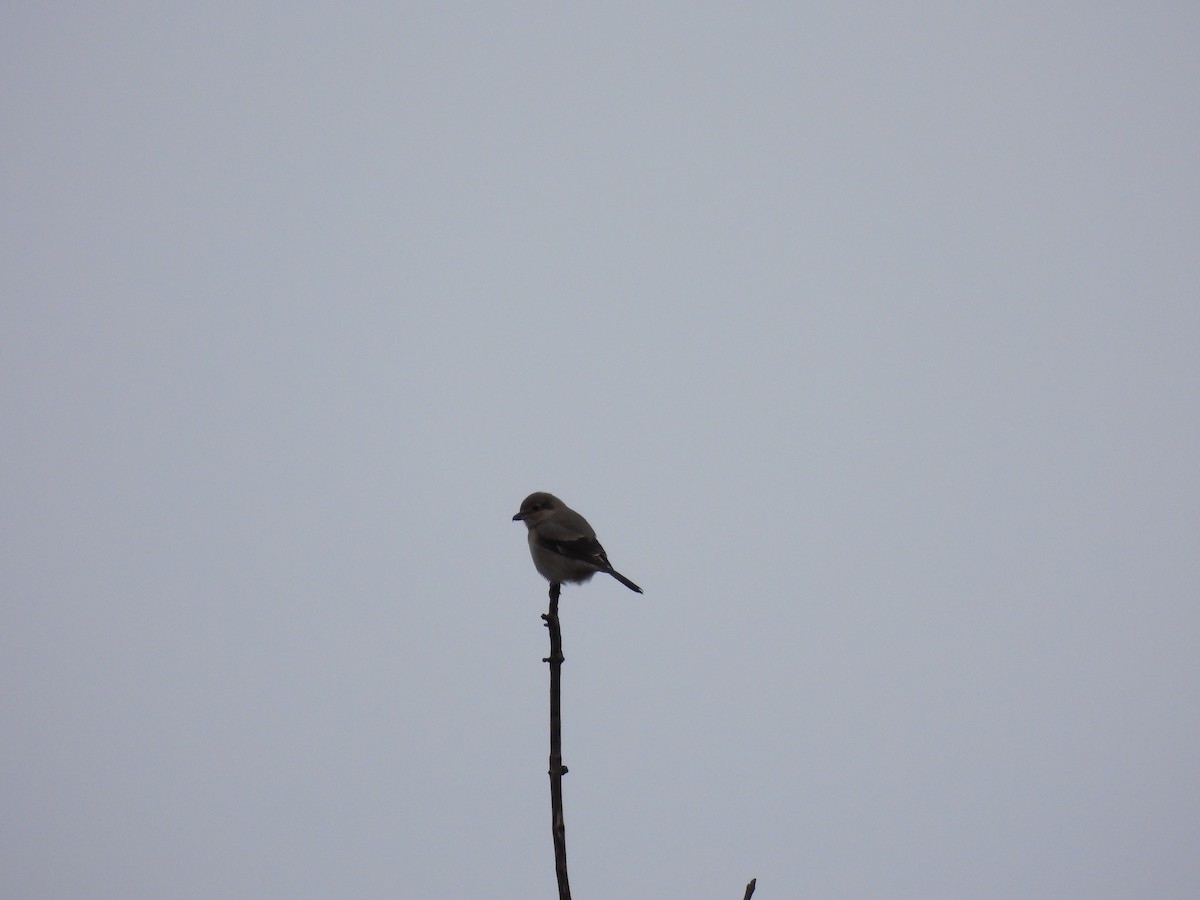 Northern Shrike - ML628368742