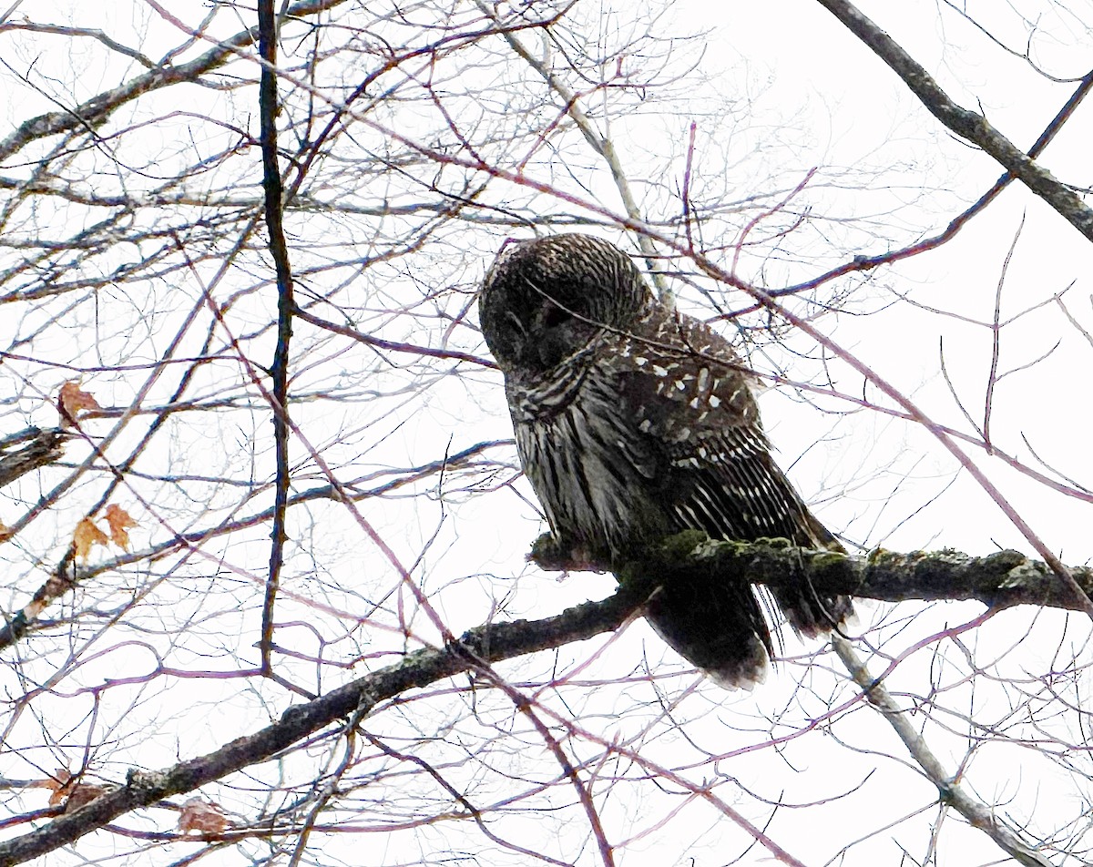 Barred Owl - ML628368927