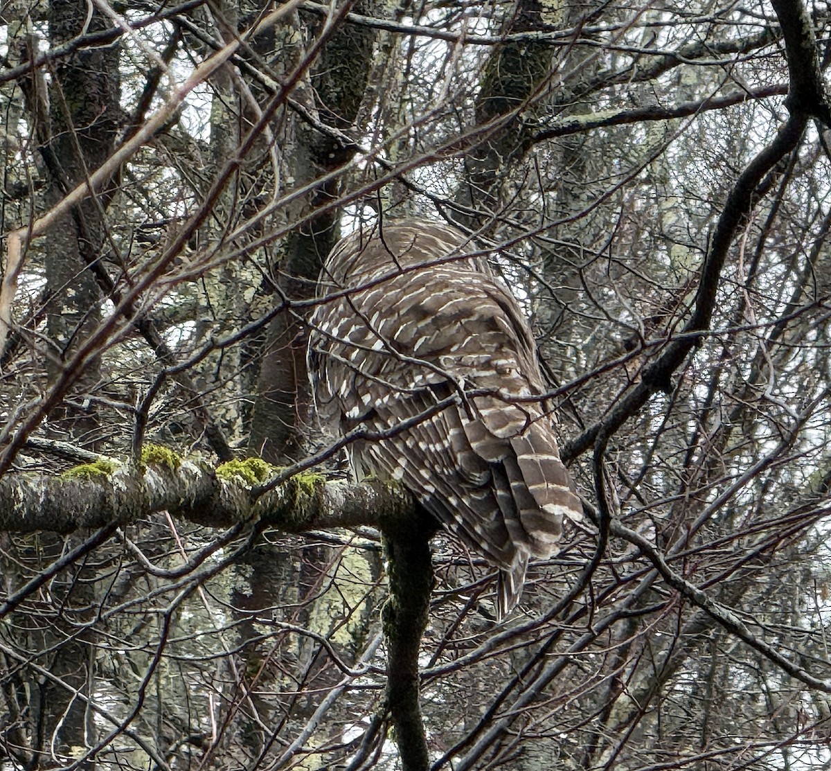 Barred Owl - ML628368931