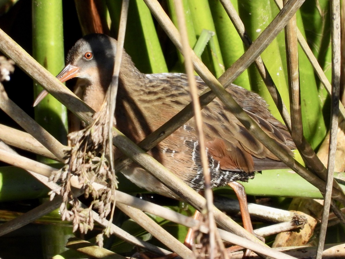Virginia Rail - ML628369221
