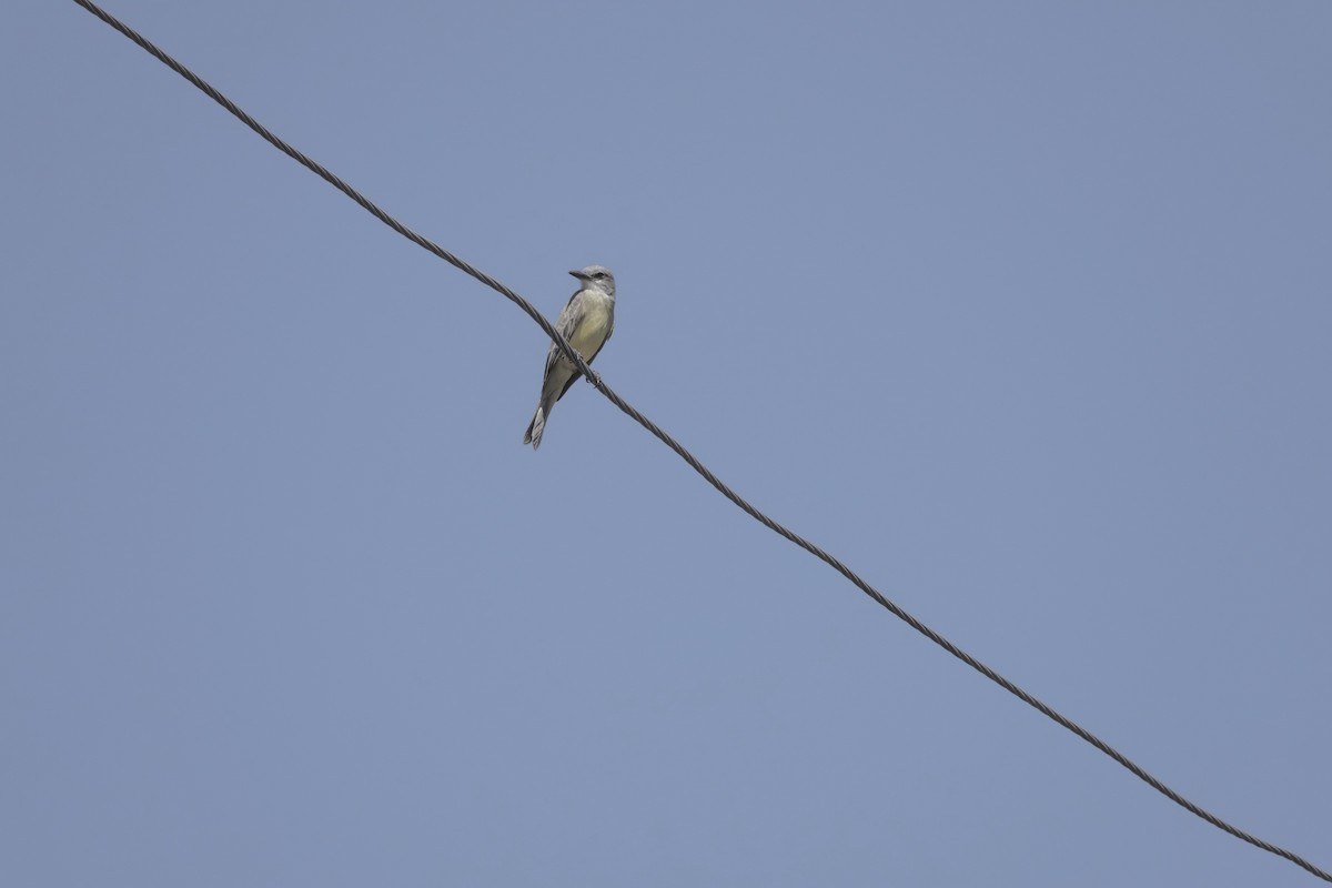 Tropical Kingbird - ML628369288