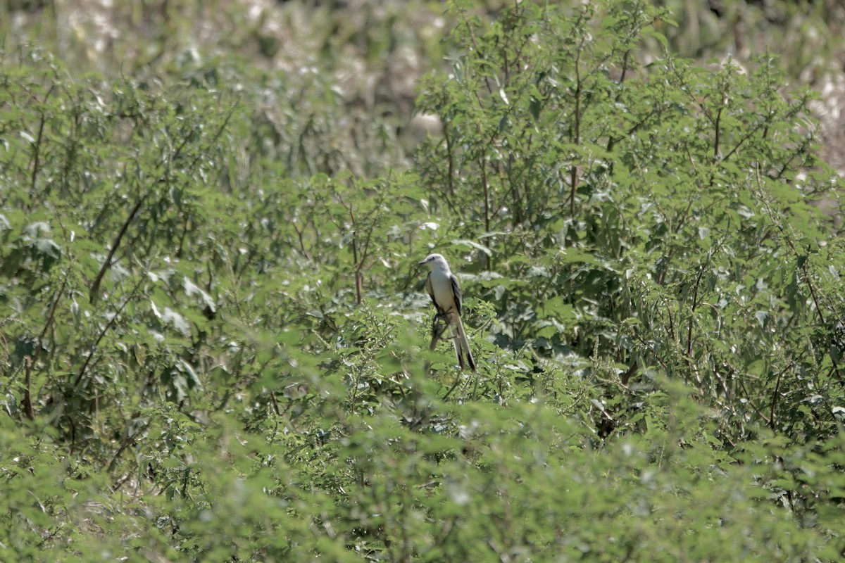 Scissor-tailed Flycatcher - ML628369307
