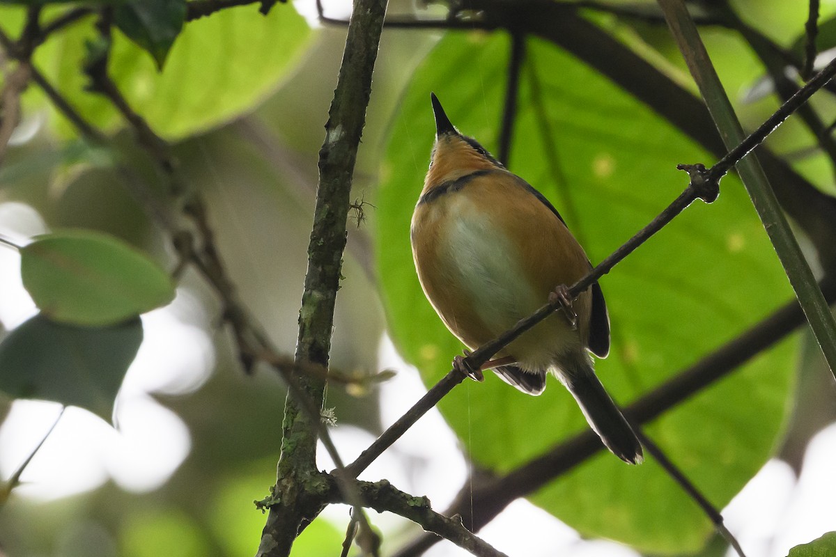 Rwenzori Apalis - ML628369366