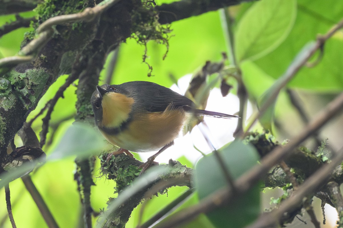 Rwenzori Apalis - ML628369368