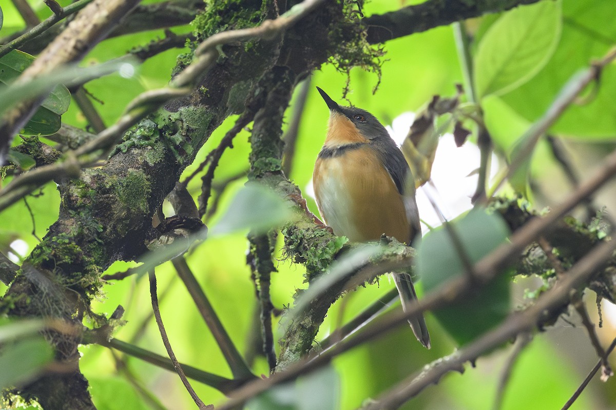 Rwenzori Apalis - ML628369369