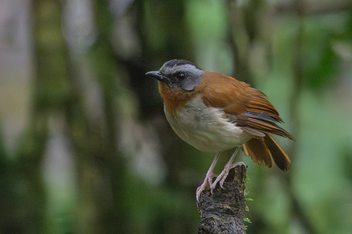 Red-throated Alethe - ML628369394