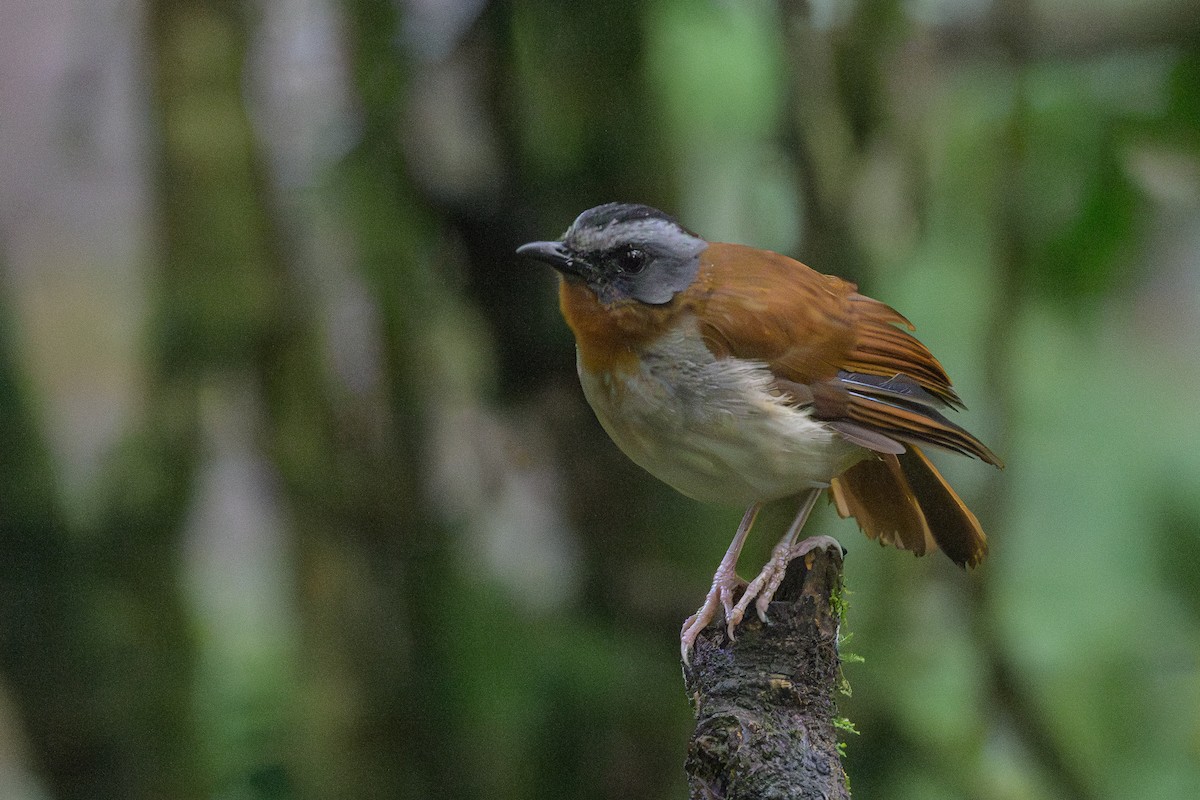 Red-throated Alethe - ML628369395