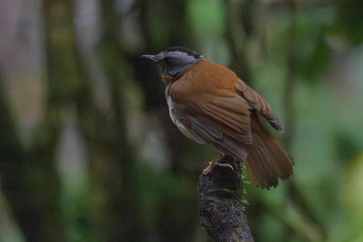 Red-throated Alethe - ML628369396