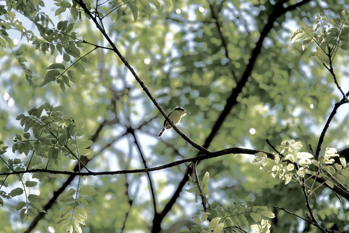Common Tody-Flycatcher - ML628369483