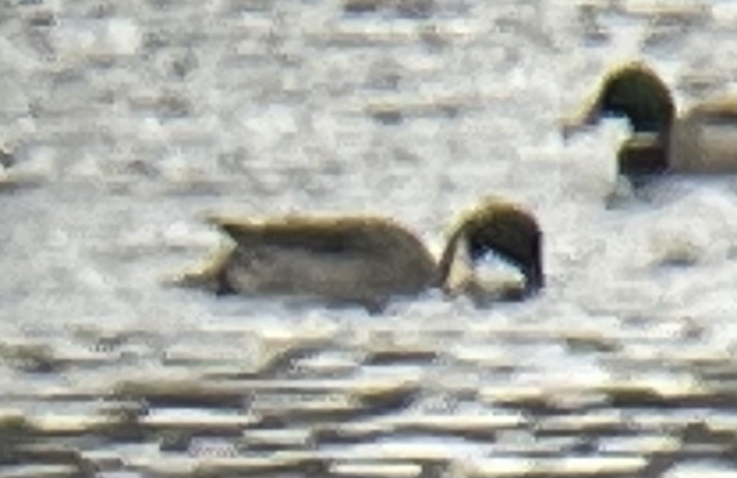 Northern Pintail - ML628369524