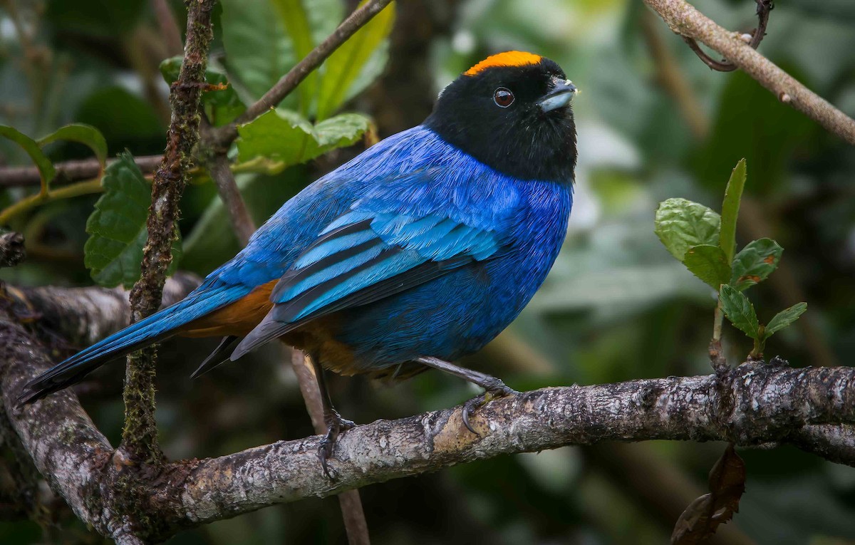 Golden-crowned Tanager - ML628369619