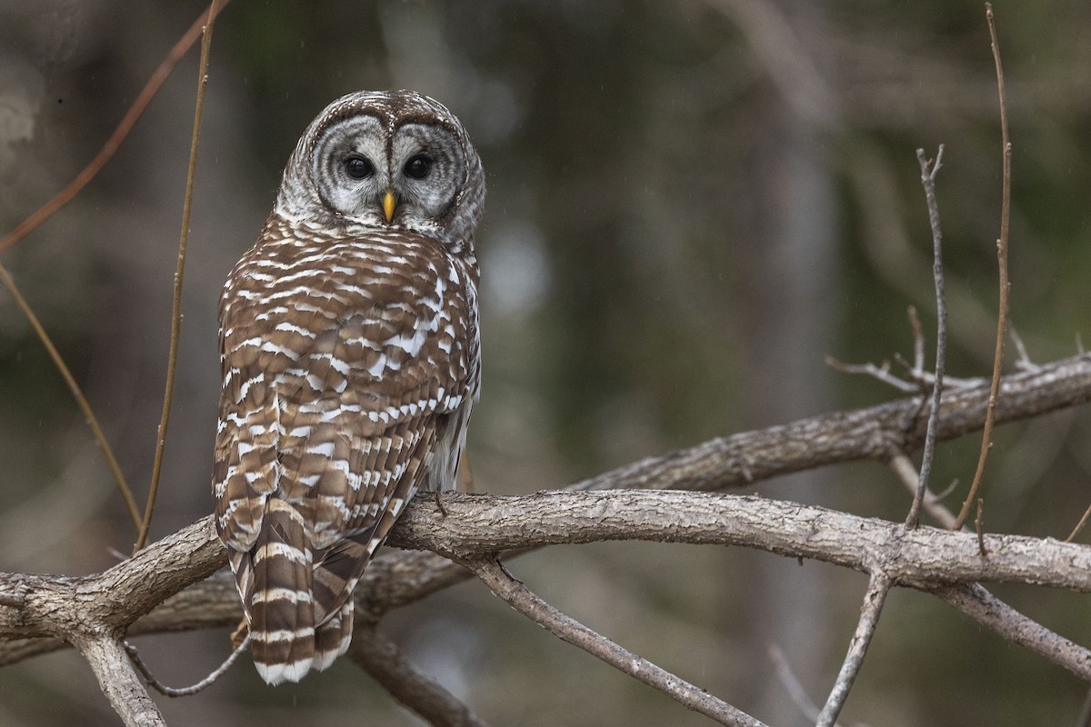 Barred Owl - ML628369630