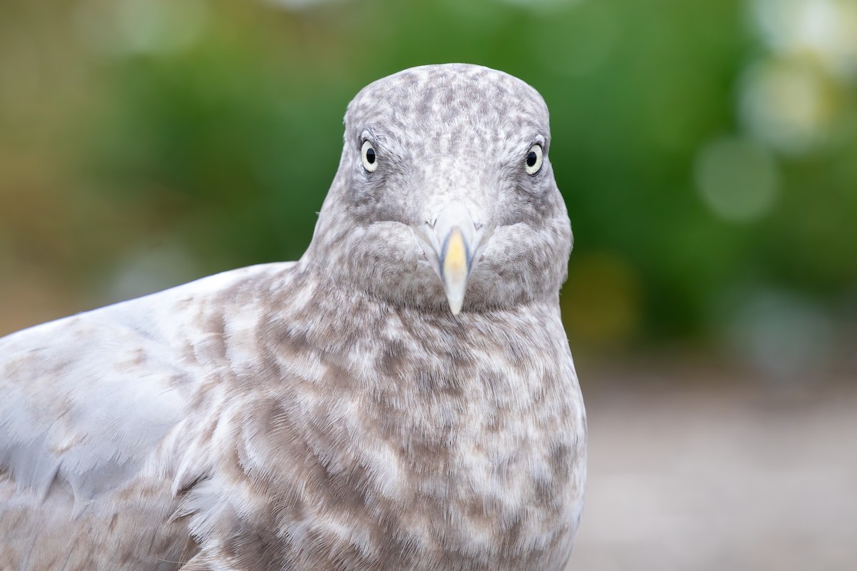 American Herring Gull - ML628369732
