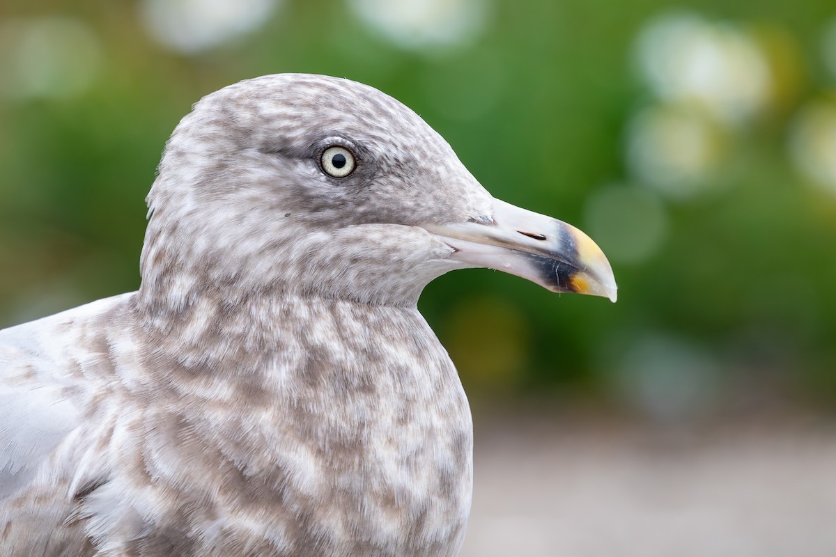American Herring Gull - ML628369733