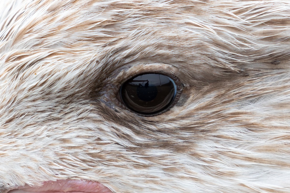 Great Black-backed Gull - ML628369762