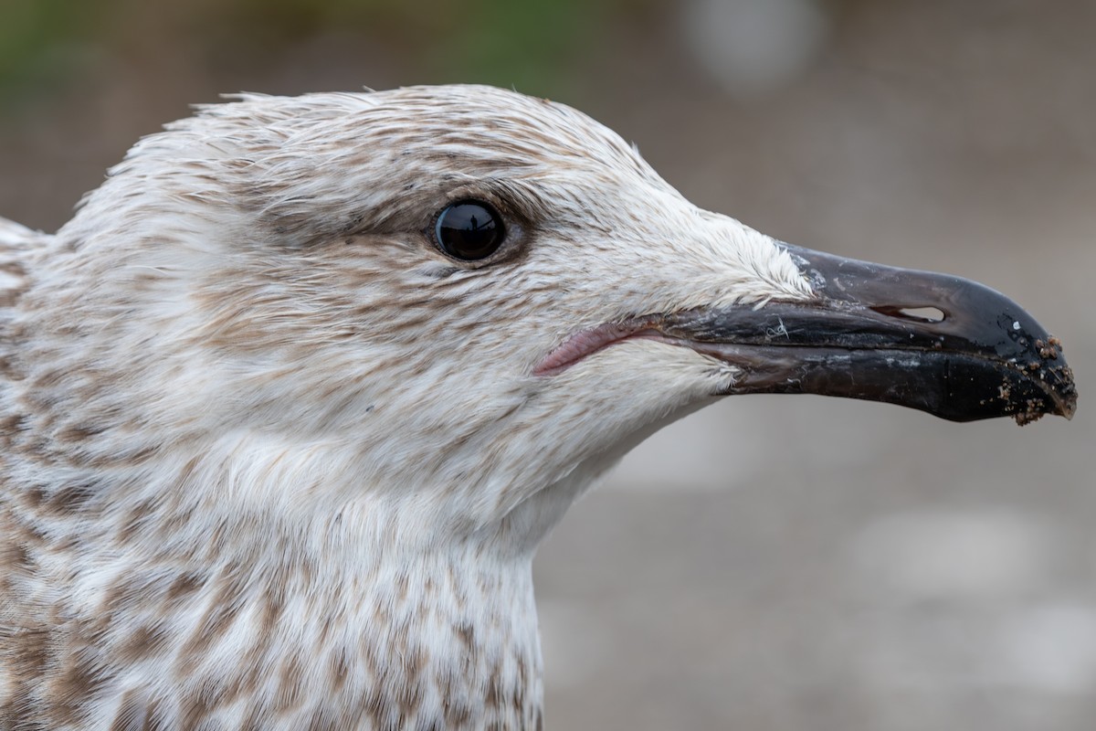 Great Black-backed Gull - ML628369767