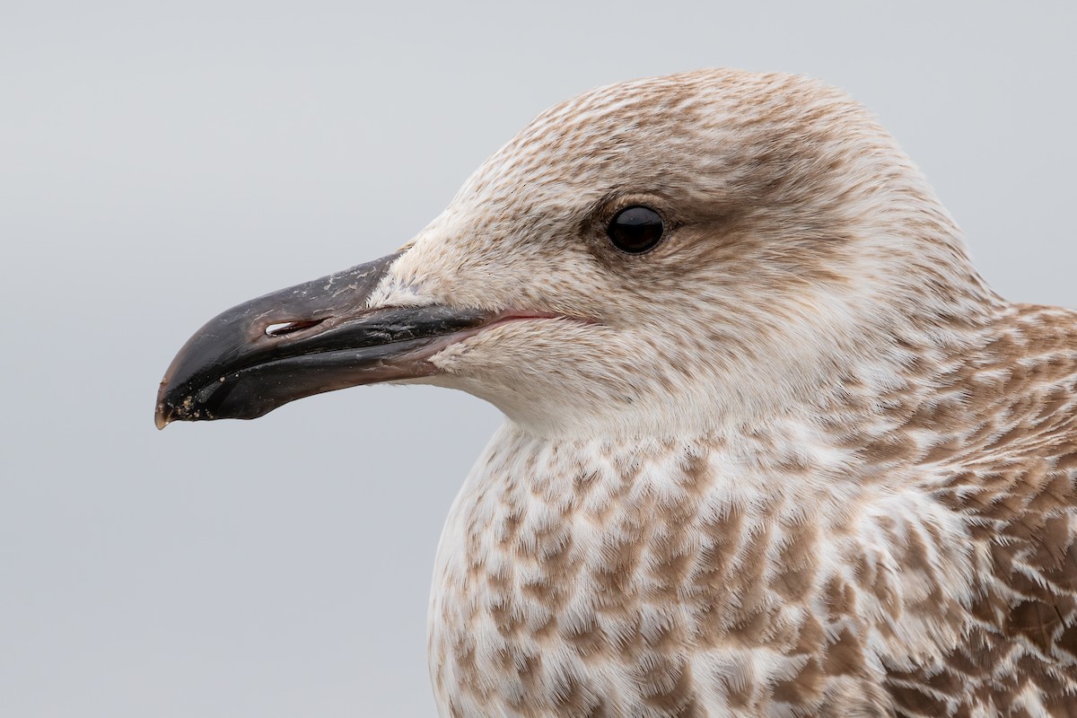 Great Black-backed Gull - ML628369768