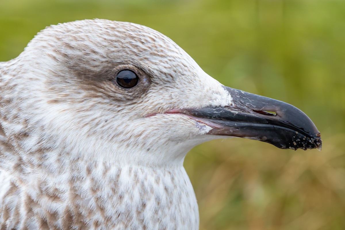 Great Black-backed Gull - ML628369769