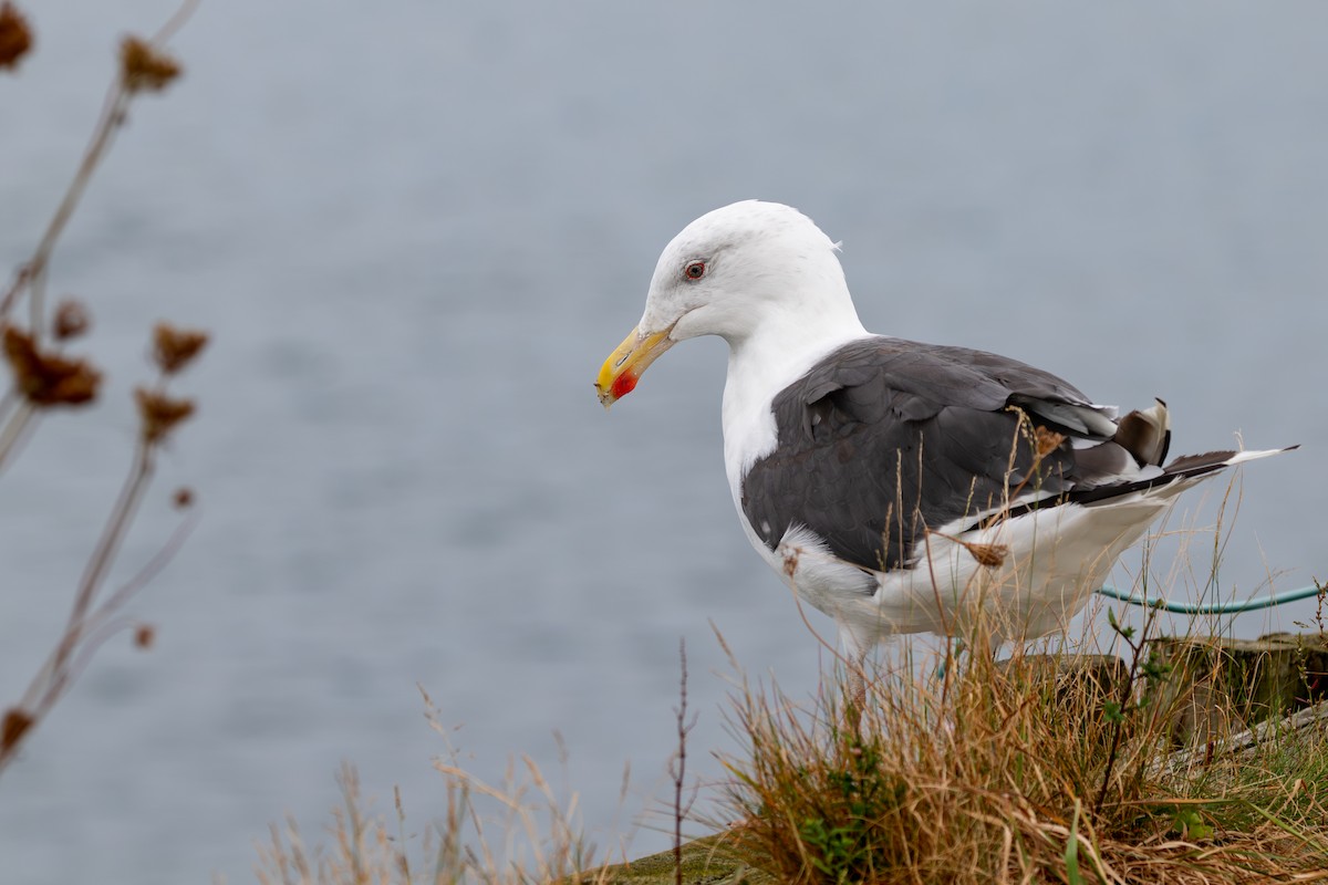 Great Black-backed Gull - ML628369770