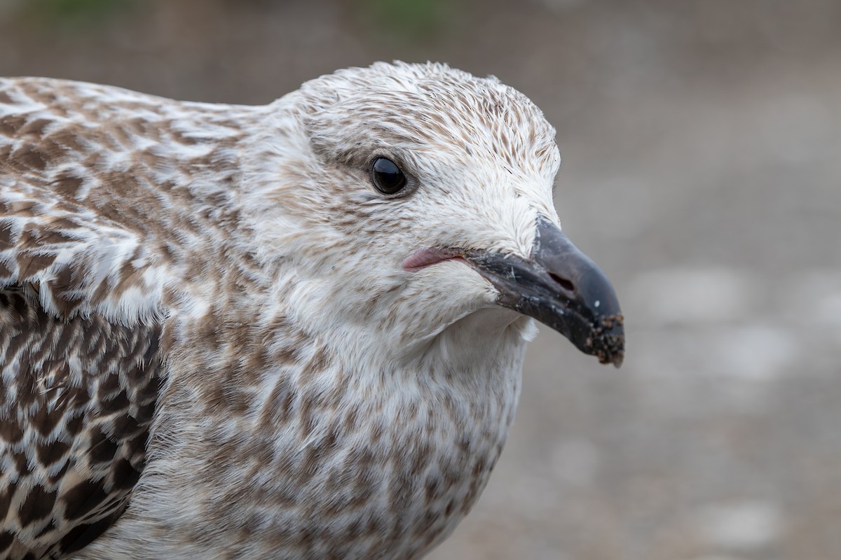 Great Black-backed Gull - ML628369781