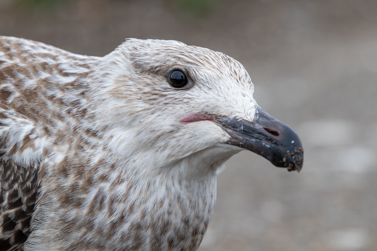 Great Black-backed Gull - ML628369782