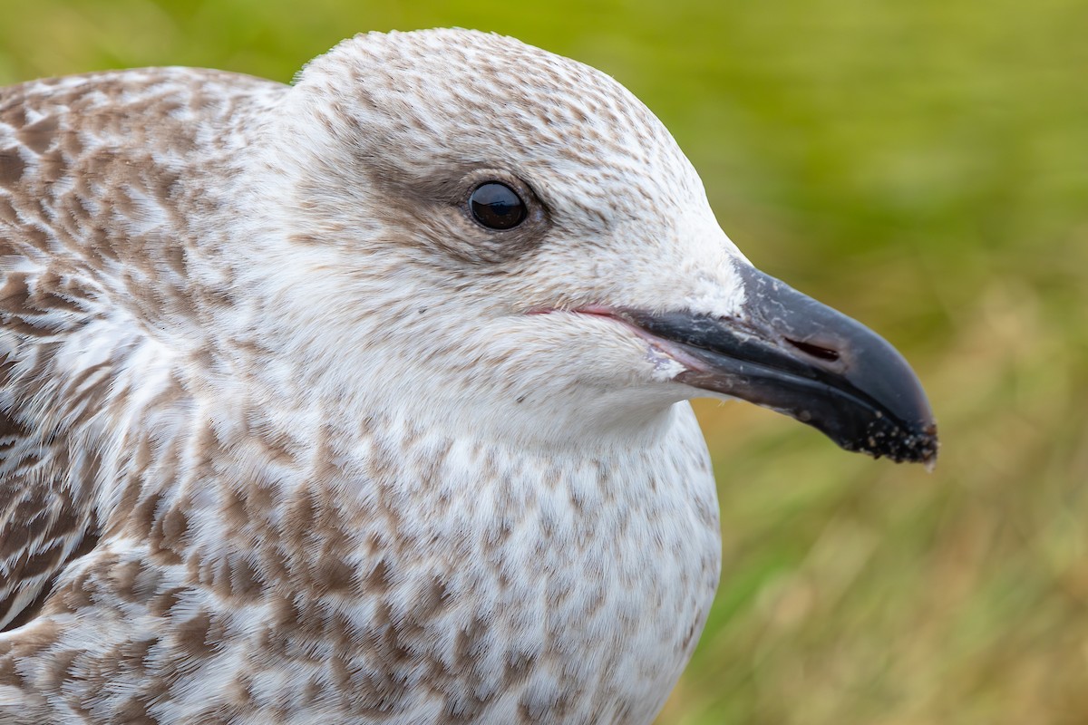Great Black-backed Gull - ML628369784