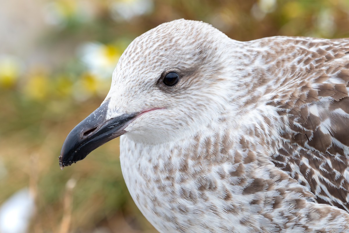 Great Black-backed Gull - ML628369785