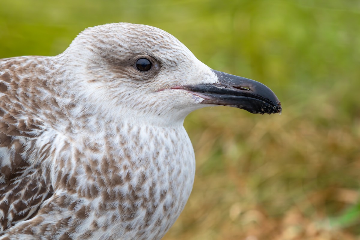 Great Black-backed Gull - ML628369786