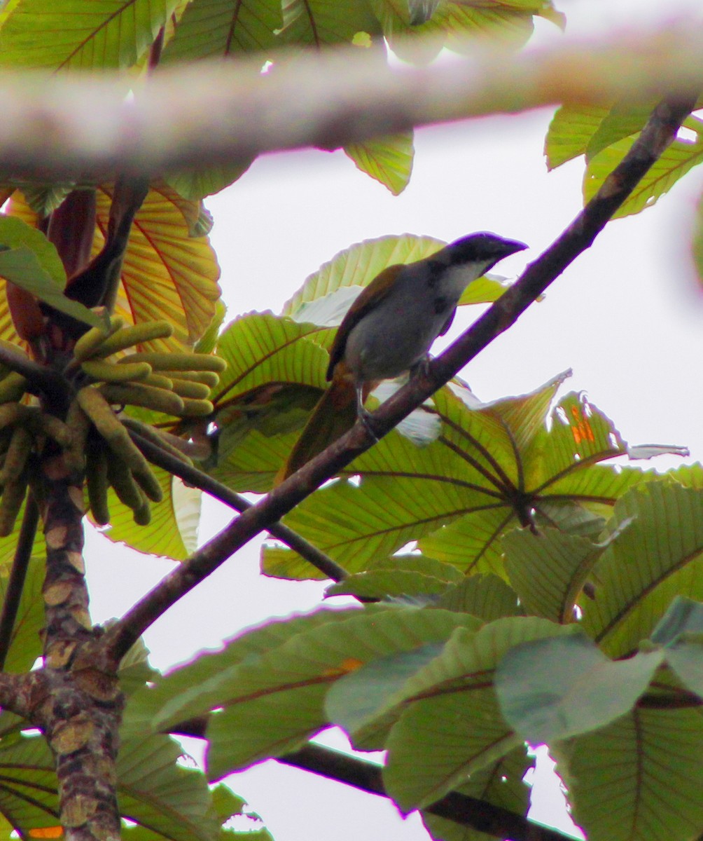 Black-headed Saltator - ML628369987