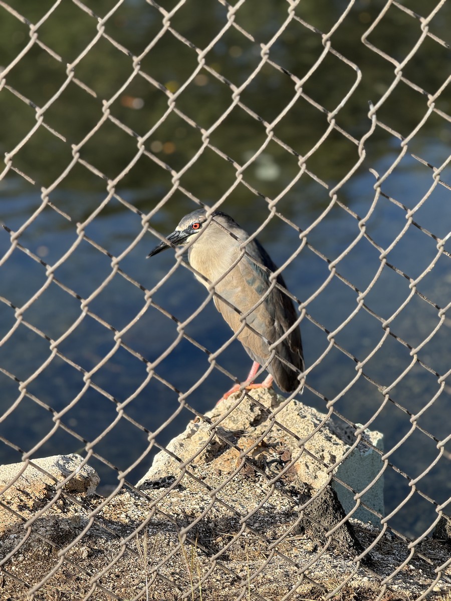 Black-crowned Night Heron - ML628370066