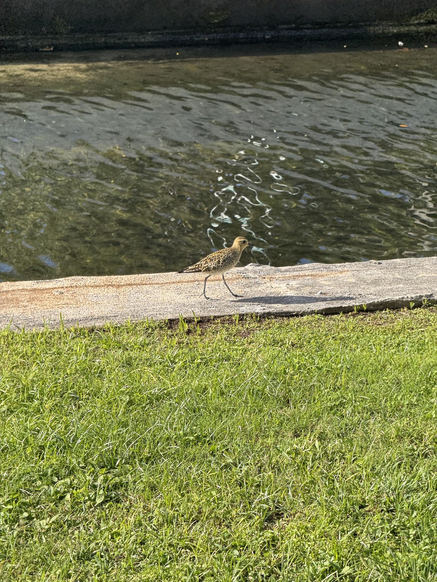 Pacific Golden-Plover - ML628370082
