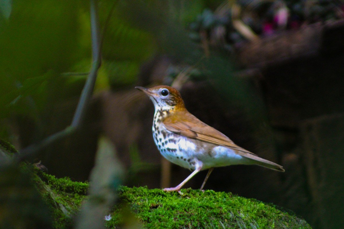 Wood Thrush - ML628370095
