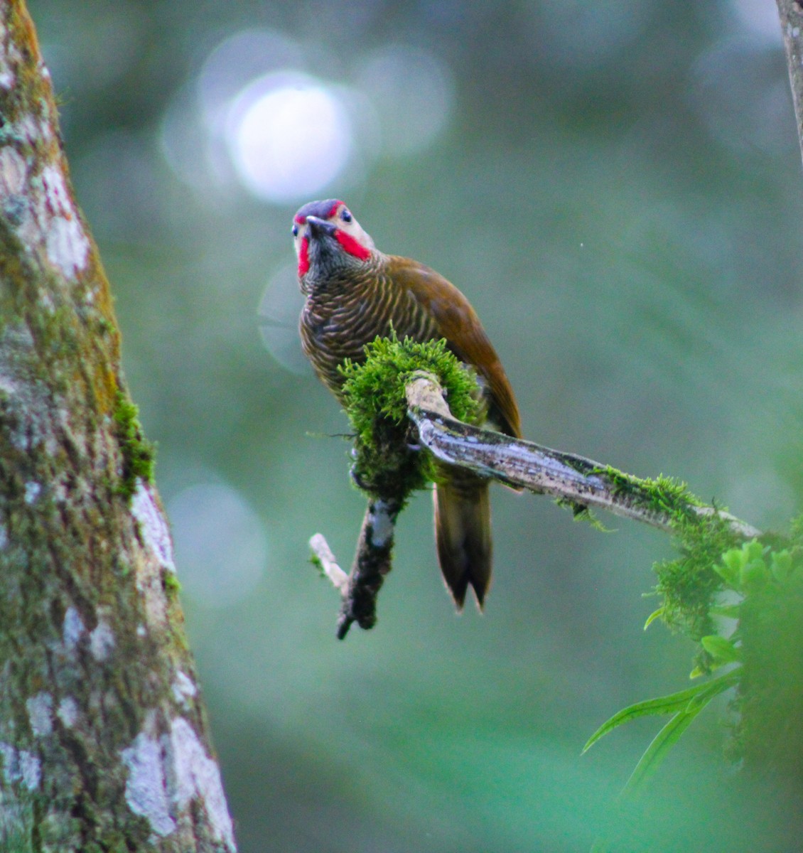 Golden-olive Woodpecker - ML628370125