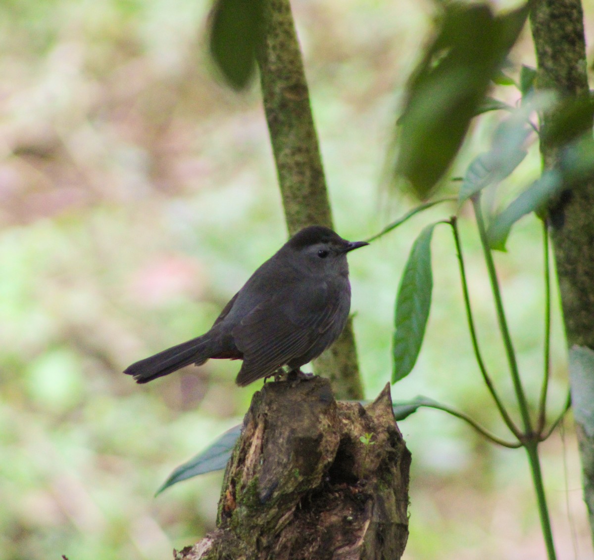Gray Catbird - ML628370328