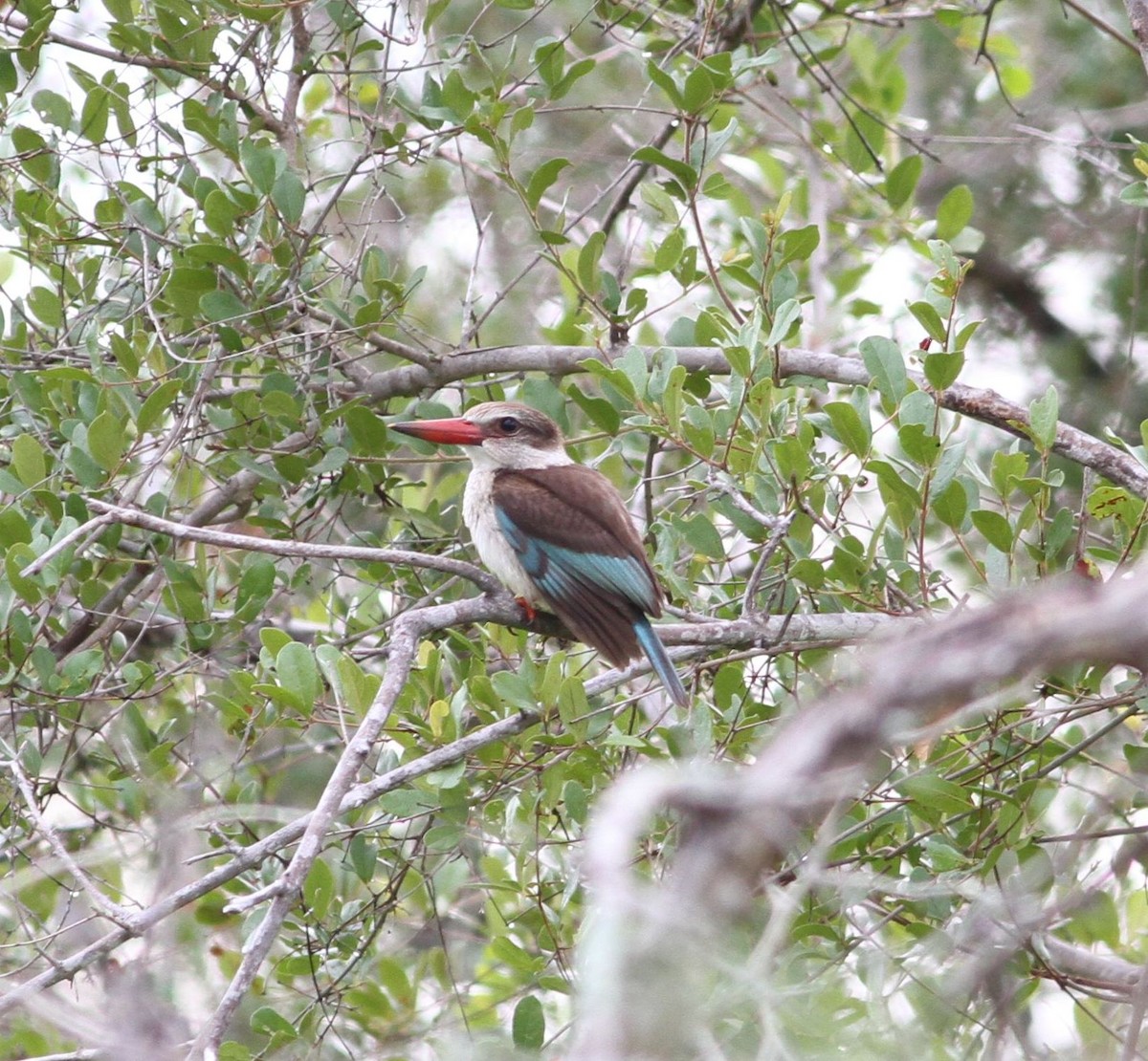 Striped Kingfisher - ML628370420