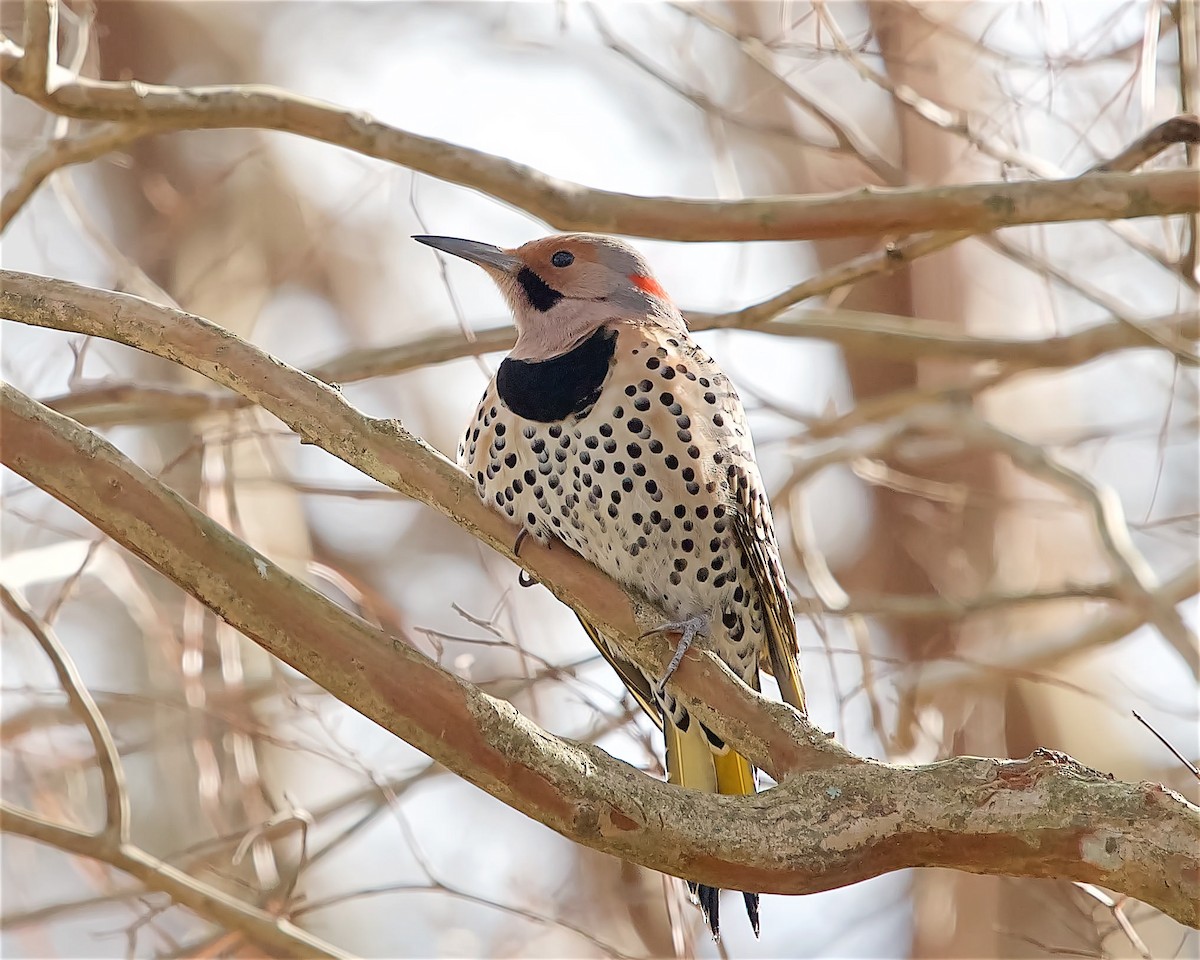 datel zlatý - ML628370524