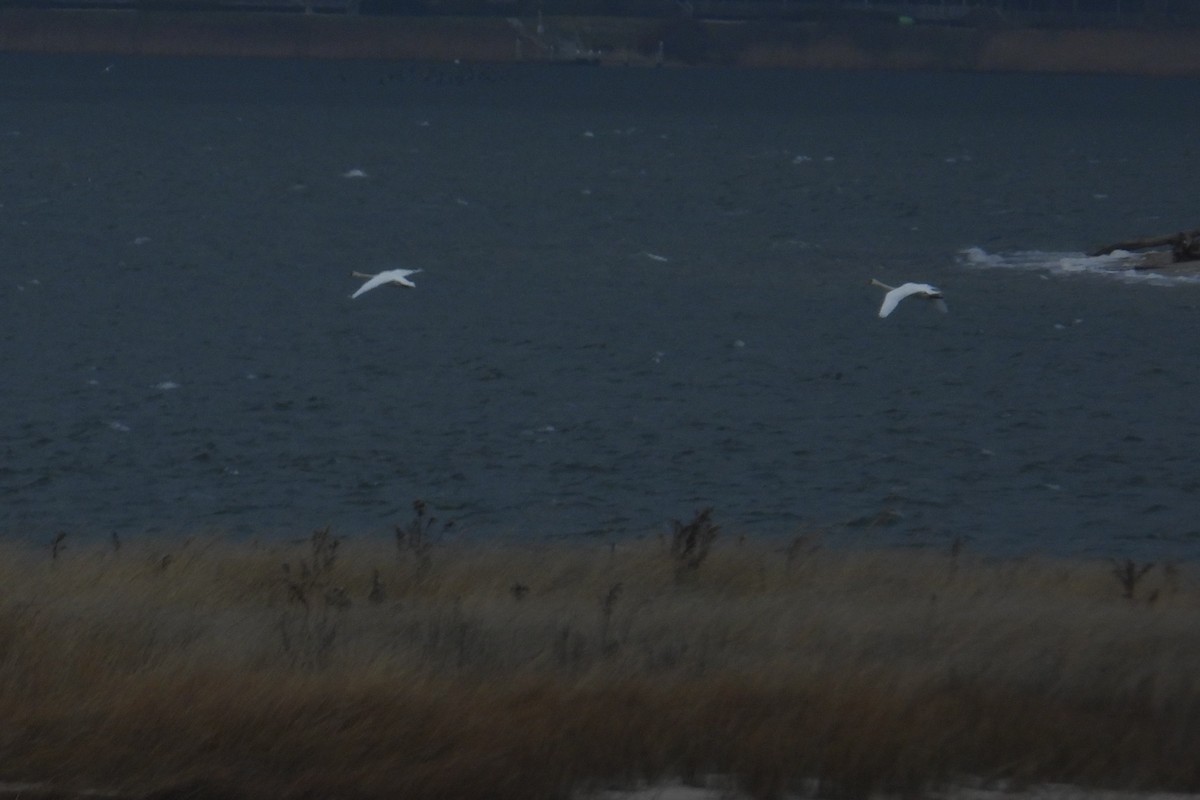 Mute Swan - ML628370552