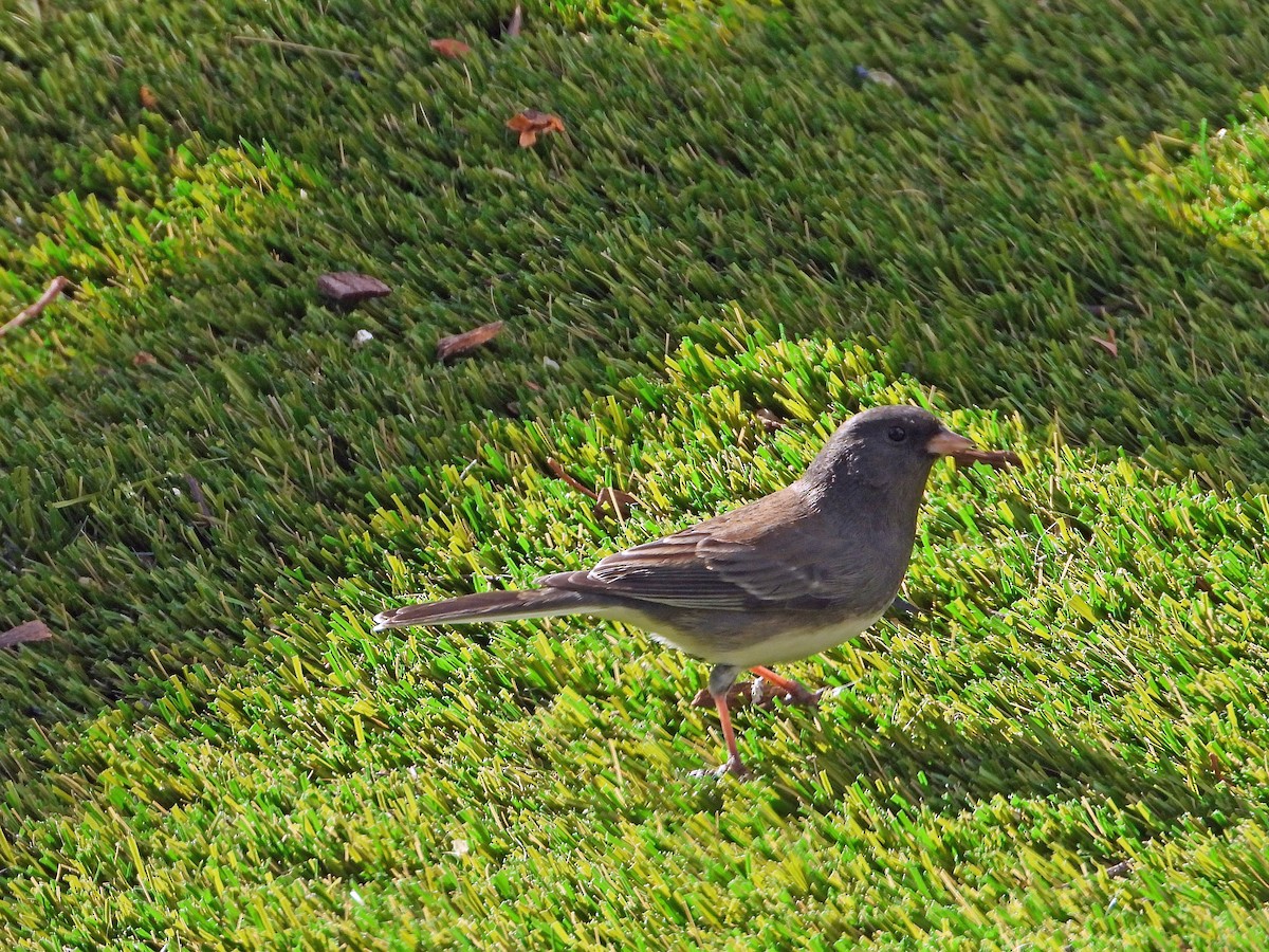 Юнко сірий (підвид hyemalis/carolinensis) - ML628370553