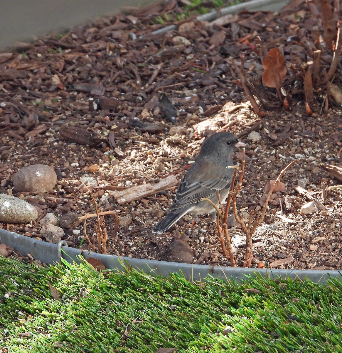 Юнко сірий (підвид hyemalis/carolinensis) - ML628370554