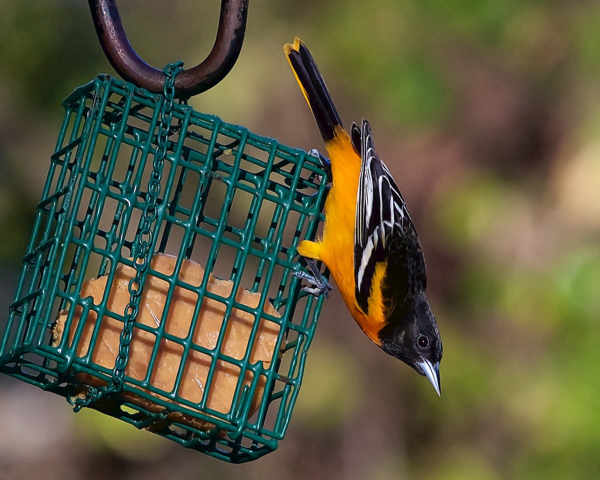 trupiál baltimorský - ML628370562